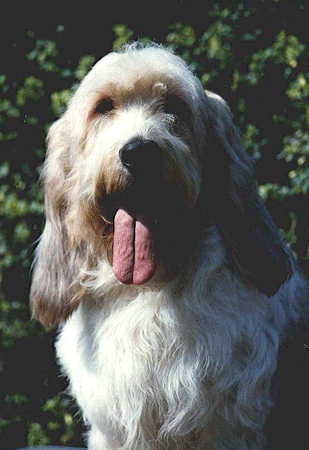 MARELE GRIFFON VANDEIAN